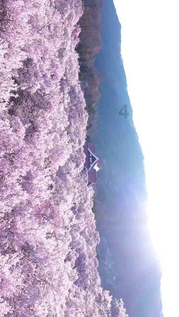 太阁立志传5