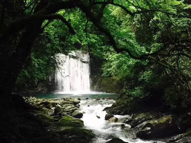 逃离椰子岛